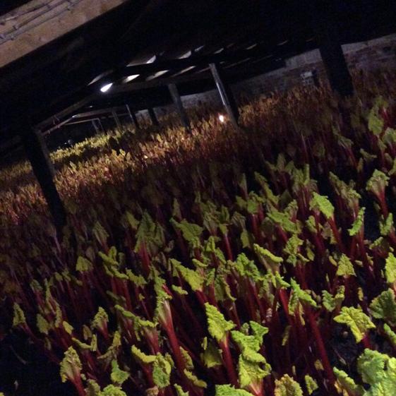 harryshearman97's tweet photo. Had such a great time yesterday at @Delifreshltd and visiting the rhubarb sheds in Pudsey. Thanks again! http://t.co/dy7lOa2mBW