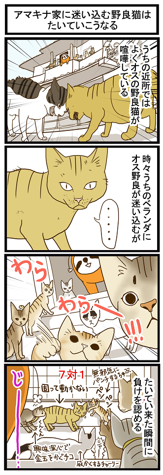 ブログ更新しました☆ 南国どぅる～ん日記 : アマキナ家に迷い込む野良猫はたいていこうなる http://t.co/tRTXPjGF3s 