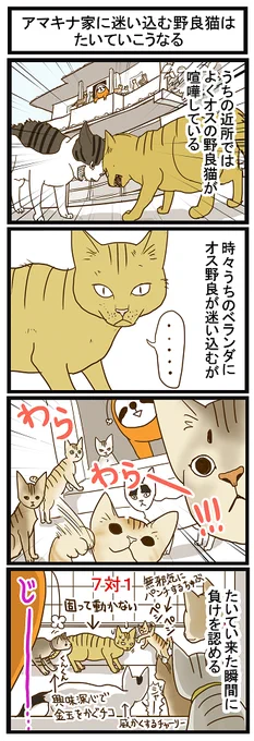 ブログ更新しました☆ 南国どぅる～ん日記 : アマキナ家に迷い込む野良猫はたいていこうなる http://t.co/tRTXPjGF3s 