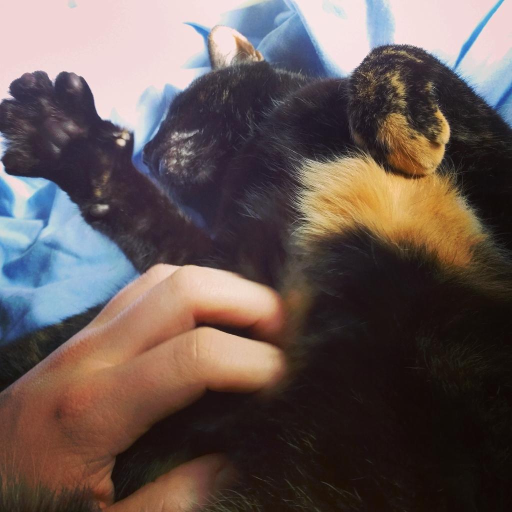 sammy_briscoe's tweet image. 2/365 waking up to this one every #morning wanting to be #fussed #365