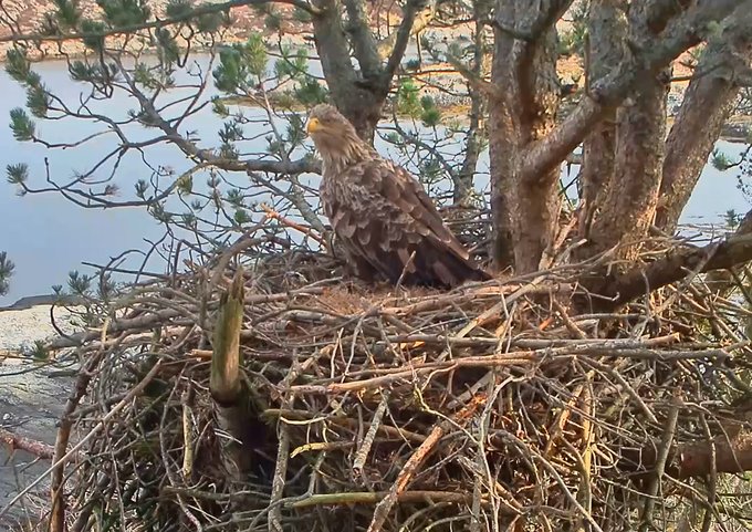 White-tailed Eagle nest