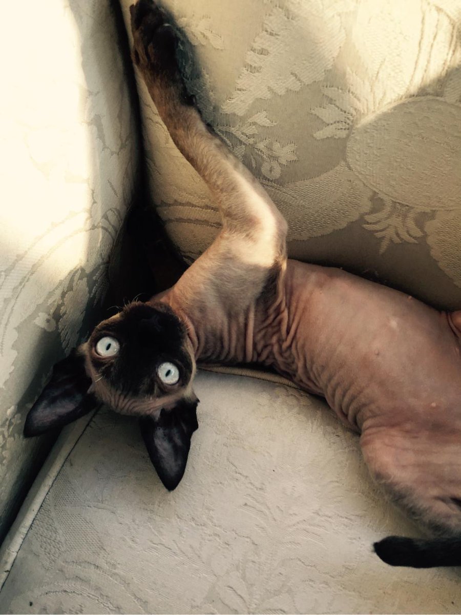Mizz_Daily_Nude's tweet photo. Goodmorning🐯🐯 #sphynx #sphynxcat http://t.co/Z9eNEKeK3Z