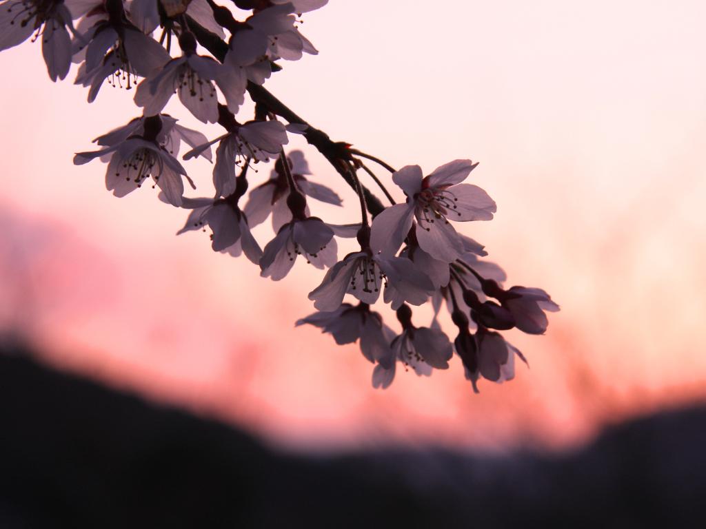 4月4日の満月は皆既月食、準備はいいですか？
部分食の始め 19時15.4分
皆既食の始め 20時54.2分
皆既食の終り 21時06.4分
部分食の終り 22時45.1分
今回を逃すと、桜と皆既月食は50年ほど観られませんよ