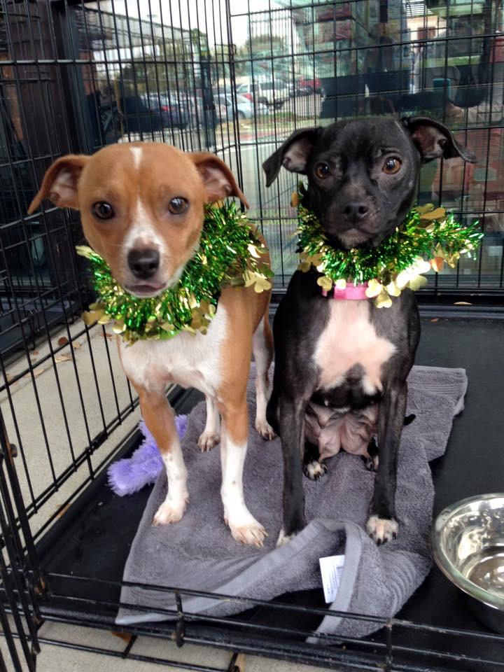 NinjaPawsRescue's tweet photo. Happy St. Patty Day.     We are chi mixes, 2 years old, boy and girl. Need a home!!! http://t.co/2miTXDGU1X