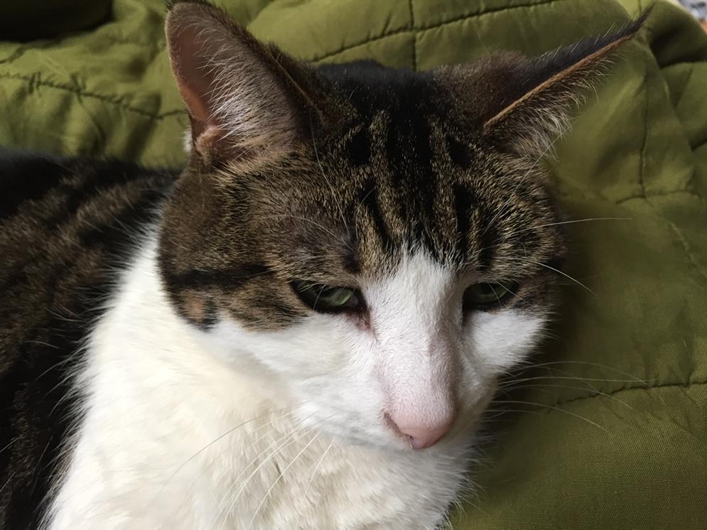 MySlowMoCat's tweet photo. Emily celebrates #StPatricksDay on her green blanket. #cats #CatsOfTwitter #IrishKitty #cute http://t.co/7zrdvLsYfg