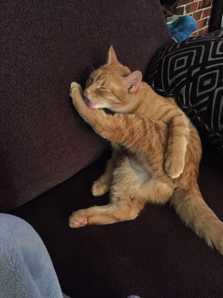 kayydennen's tweet photo. Hi twitta, here's a picture of my kitty cat😻 you're welcome http://t.co/dWUyKtw5bW