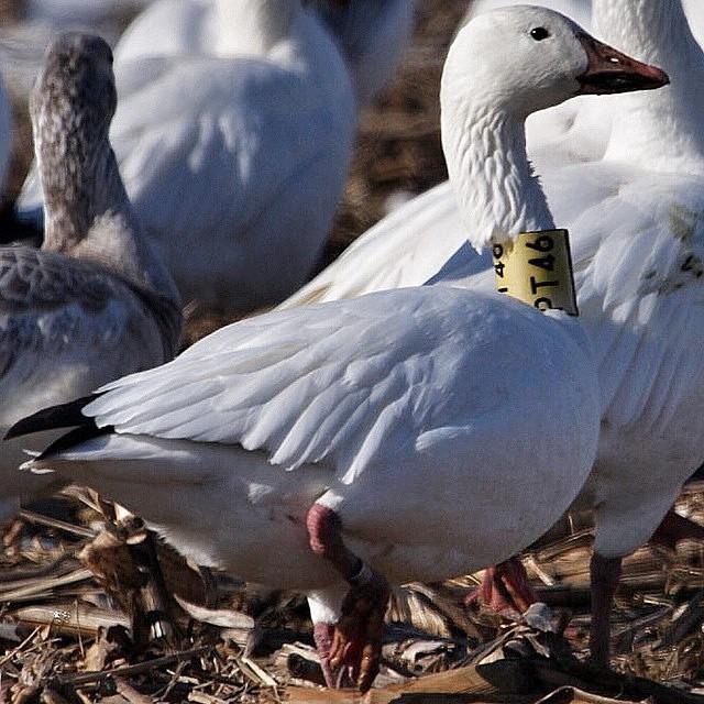 SitkaGear's tweet photo. Target acquired. #PT46 Photo: Trevor Shannahan (@trex_02) #sitkagear #sickforit #waterfowl #sitkawaterfowl #snowgeese http://t.co/ubjDXRWzPP