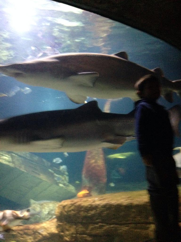 uksammyk's tweet photo. @JensClass i am in the shark tank in the aquarium.There are two big sharks right above me.Other side there are divers http://t.co/xJEpi17l8j