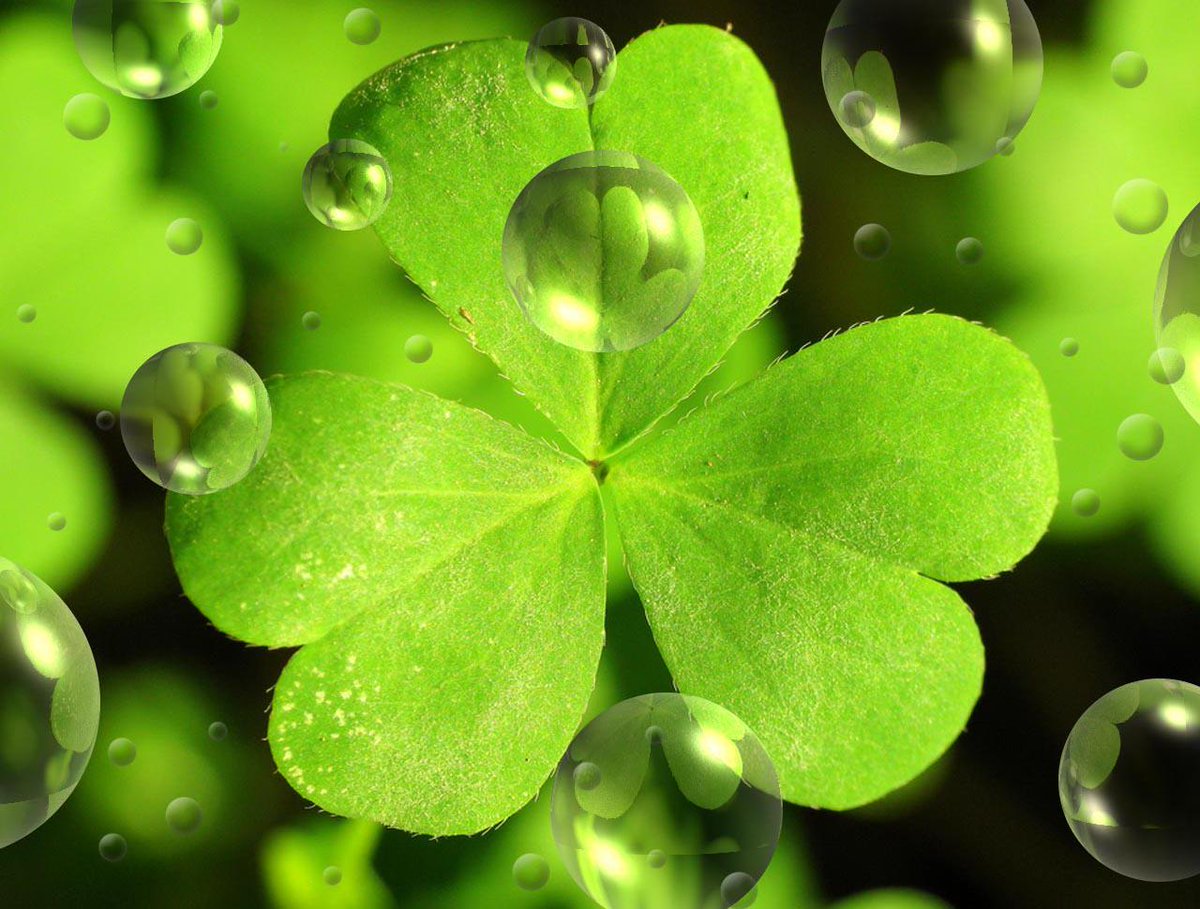 #HappyStPatricksDay