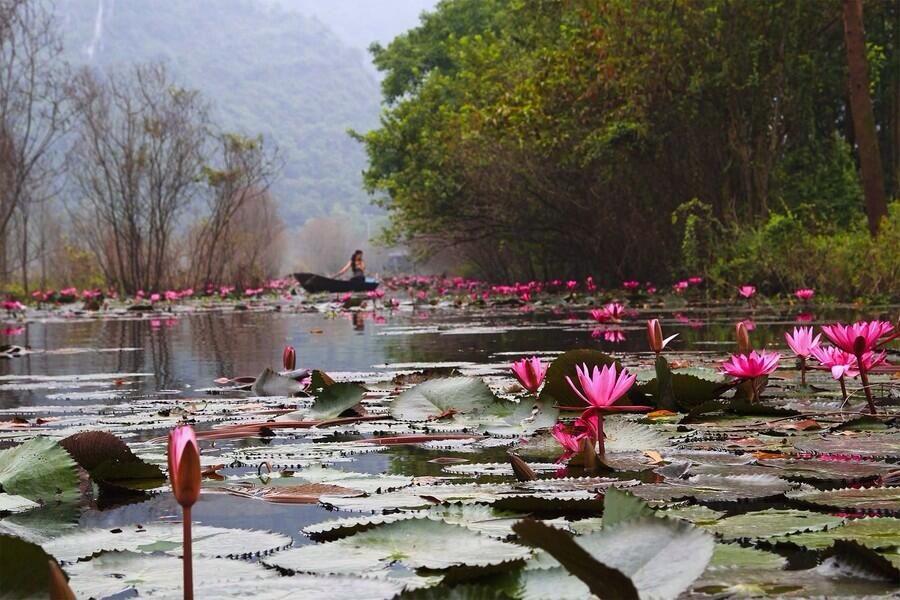 Цветущий водоем. Лотосовое озеро Вьетнам. Озеро лотосов Муйне Вьетнам. Фантхиет Вьетнам озеро лотосов. Озеро Лотос Хуньчунь.