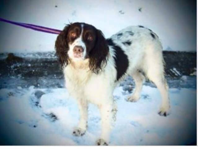 getbramblehome's tweet image. Hello My name is Bramble, I was Stolen from my Humans and need help to get home, pls help me!  I need my Medication x