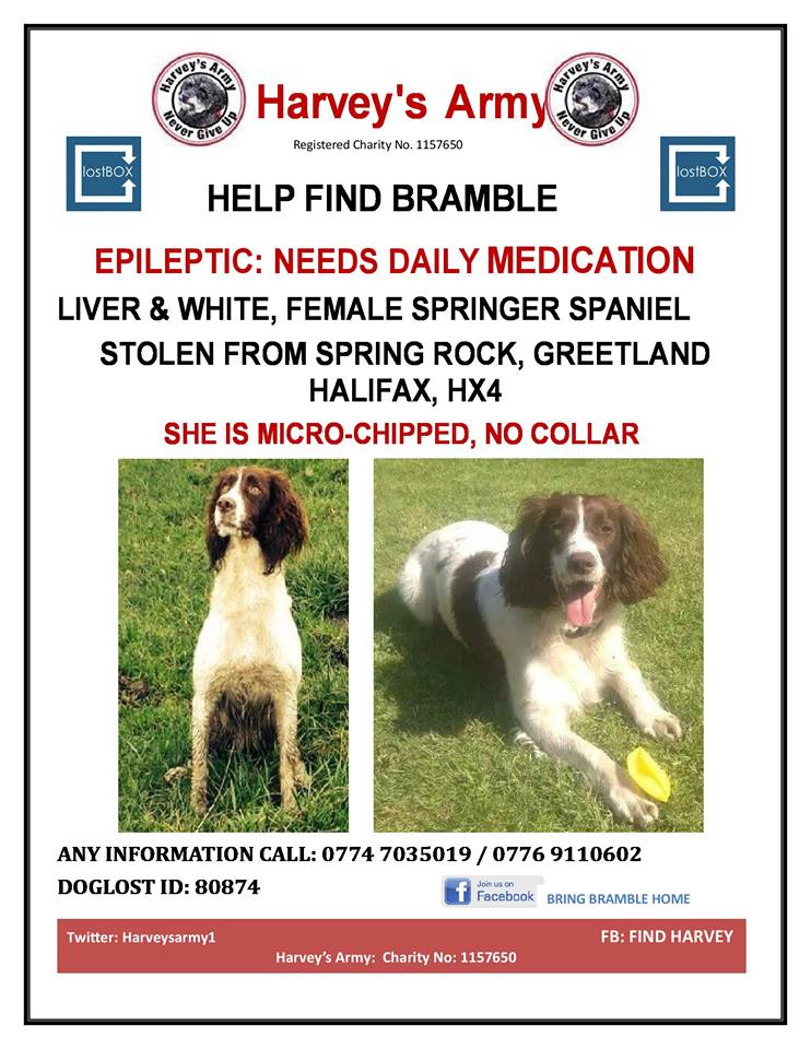 getbramblehome's tweet image. Hello My name is Bramble, I was Stolen from my Humans and need help to get home, pls help me!  I need my Medication x