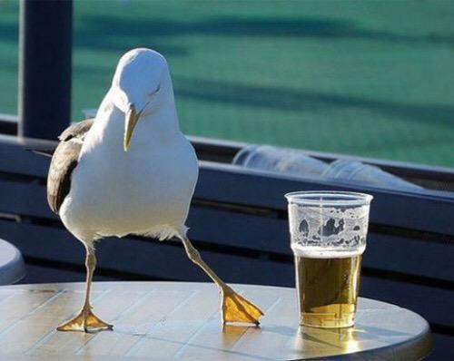 SullyTheSeagull's tweet photo. Happy St Patricks Day! http://t.co/2wsi1ujaUW