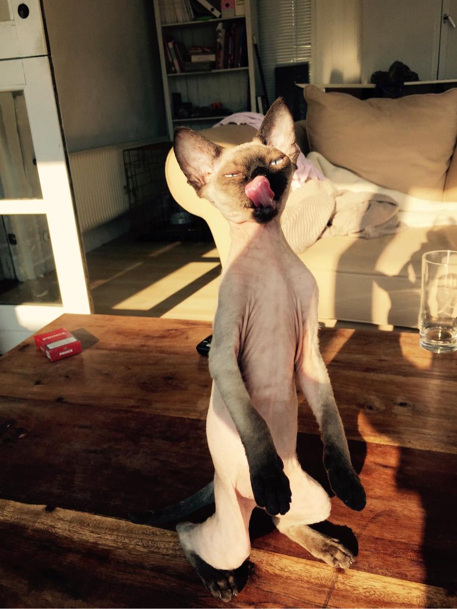 Mizz_Daily_Nude's tweet photo. The Daily Nude! #dailynudes #sphynx #cat #kitten http://t.co/zalDYqKdVV