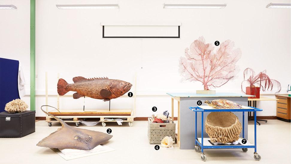 LivingOceansFdn's tweet photo. Wonders of the Coral Reef a new exhibition at @NHM_London has corals plucked by Charles Darwin http://t.co/4lbjtNFxTo http://t.co/TqkOLOaTS8