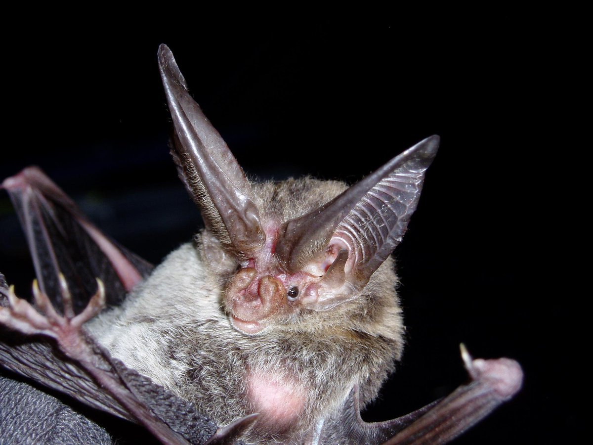 ApogeeEnv's tweet photo. Happy St. Patricks day from your friends at Apogee and this friendly little bat! 
#StPatricksDay #Cheers #HelloBat http://t.co/MzKSZs0GNd