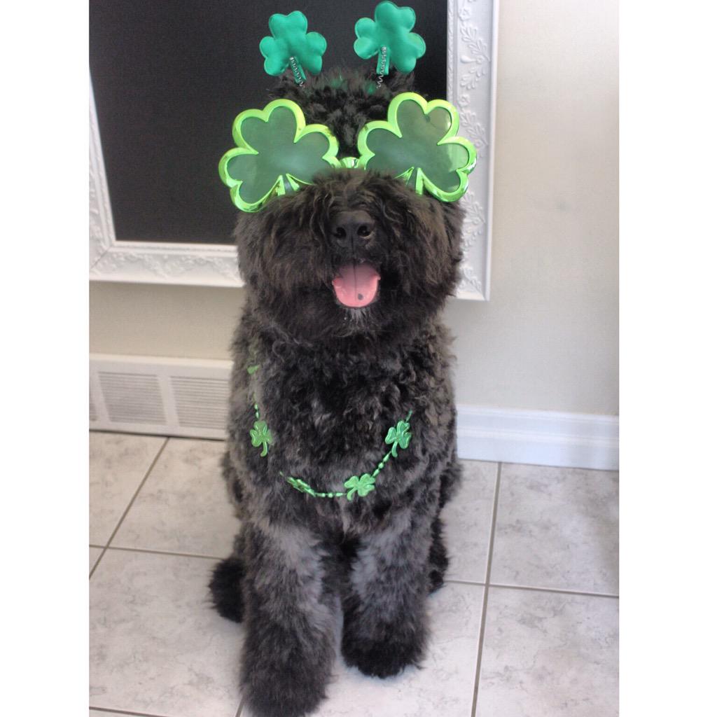 andgeypatterson's tweet photo. Happy St Patrick's Day!🍀 #StPaddysDay #StPatricksDay #dogsoftwitter http://t.co/IniVTpHsRJ