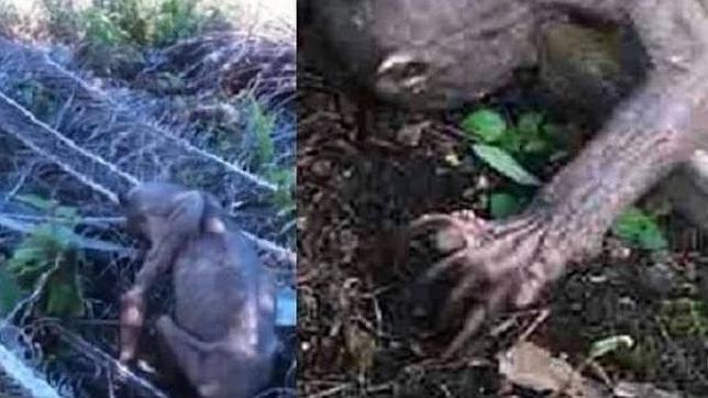 abc_es's tweet photo. No, no es un alien aunque lo parezca: el extraño animal que parece «Gollum» http://t.co/CSWTDhXwLF http://t.co/hN42GCCgB4