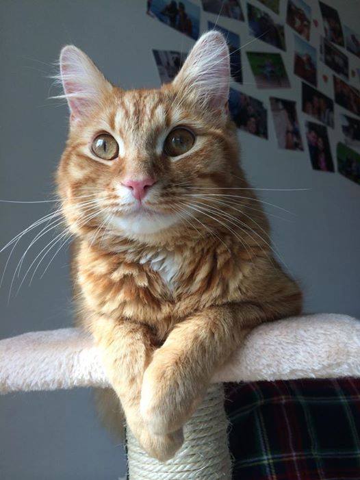 whiskas_uk's tweet photo. Feel like helping us save the tigers this Friday morning? Text TIGER to 70123 to donate £5 to @WWF_UK! #ProtectATiger http://t.co/7Awy2QI1VG