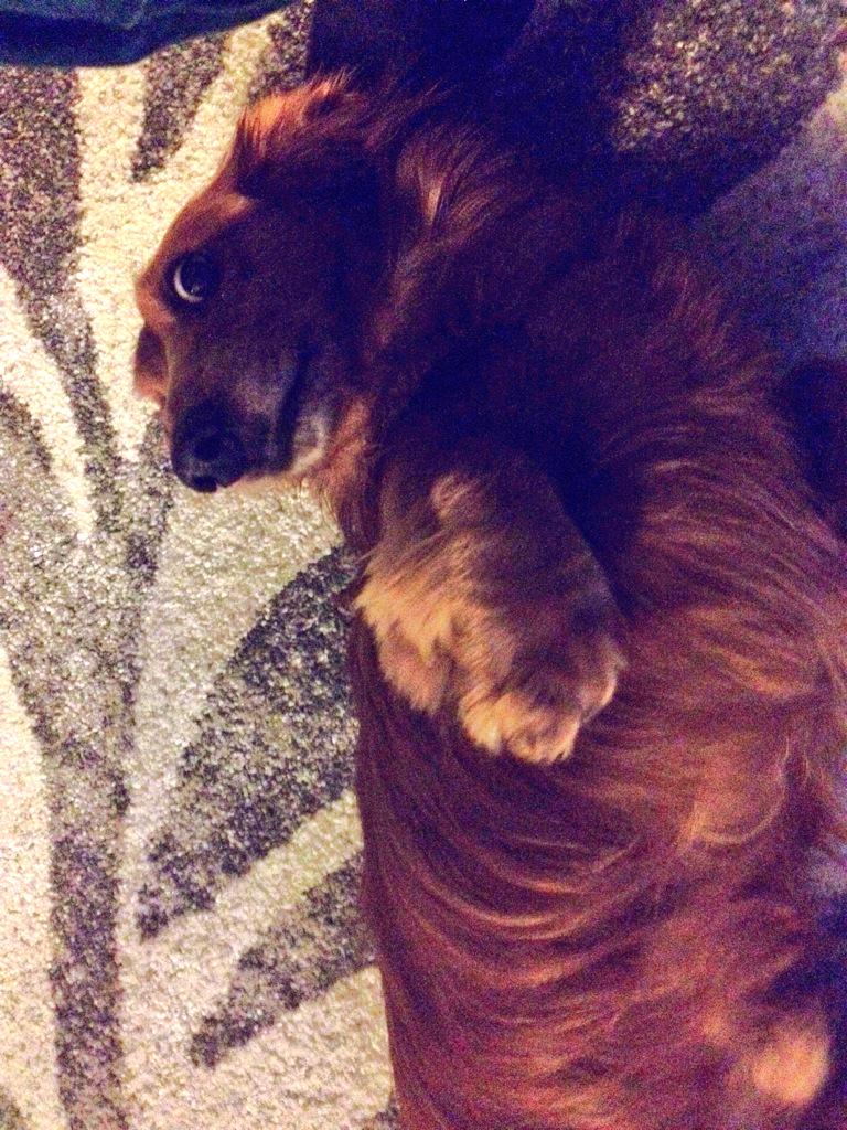 haintsilent's tweet photo. Sometimes, he tries to jump on the chair and doesn't quite make it. #wienerprobs #fall7times #standup8 http://t.co/ZPrKb16BwU