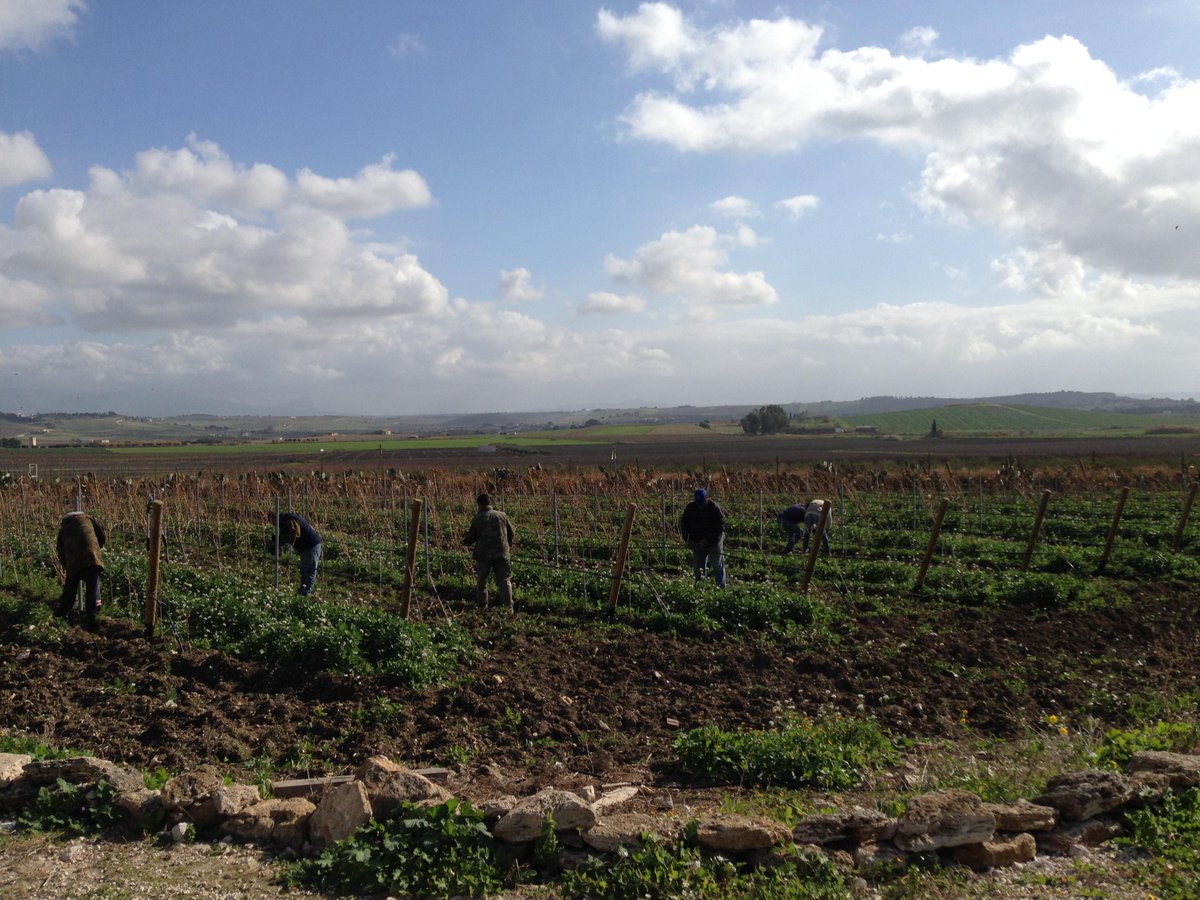 FabioFerracane's tweet photo. Mylife“@polly674: Finalmente la prima tappa di #ItaliainVino in #Sicilia : #Menfi e #Marsala
http://t.co/SdgsidiDus http://t.co/Z03y8FXmvV”