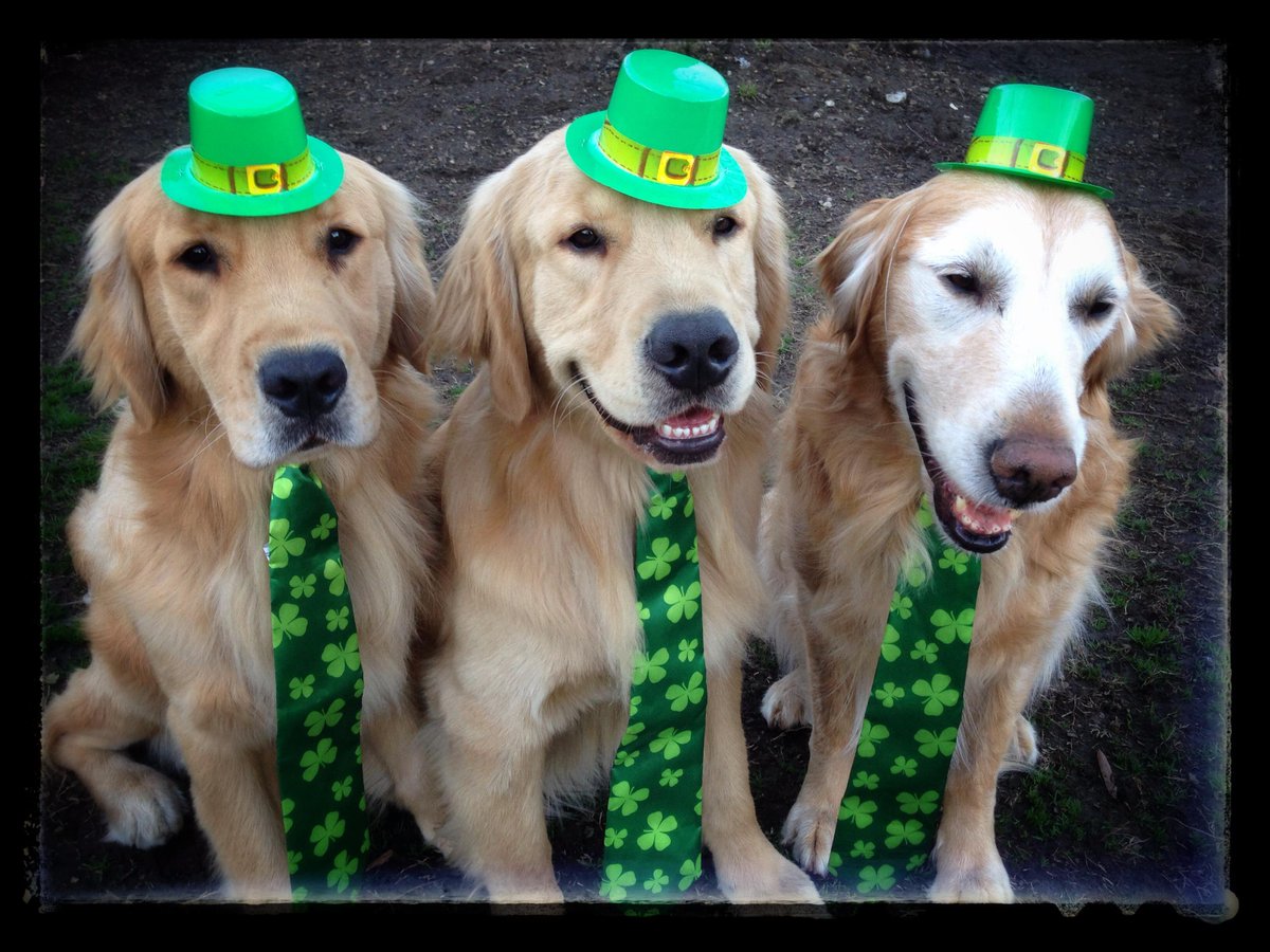 CGADA's tweet image. Happy St. Patrick's Day from Independence, Courage, &amp;amp; Jerry! Hope you have a great day!