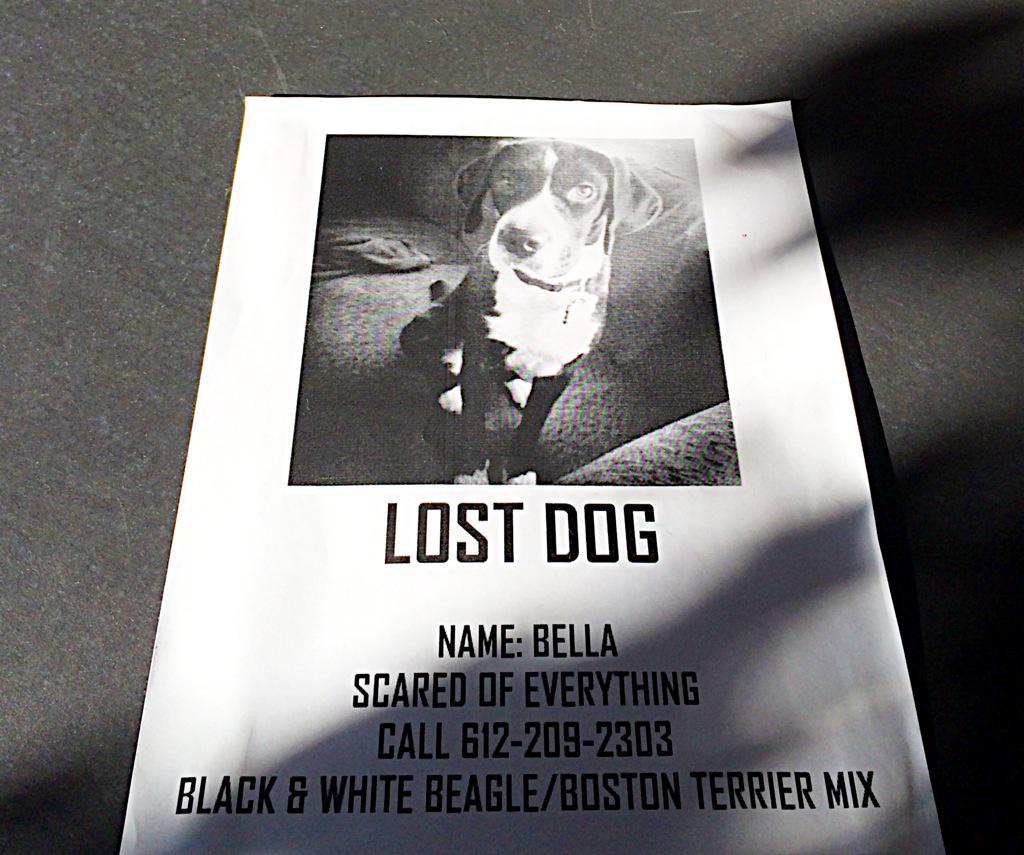 jbird's tweet photo. Minneapolis people, please help find this dog. Please RT. http://t.co/5sJtO8IccX