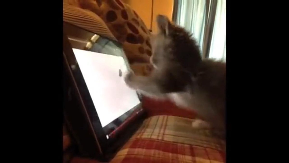 CatsVideosDaily's tweet photo. Kitten Is Playing Games On Tablet - https://t.co/jNMMFwjf0Z #kitten #funnycat #kittengaming #fun #CatsOfTwitter #cat http://t.co/F3ACo2WoxT