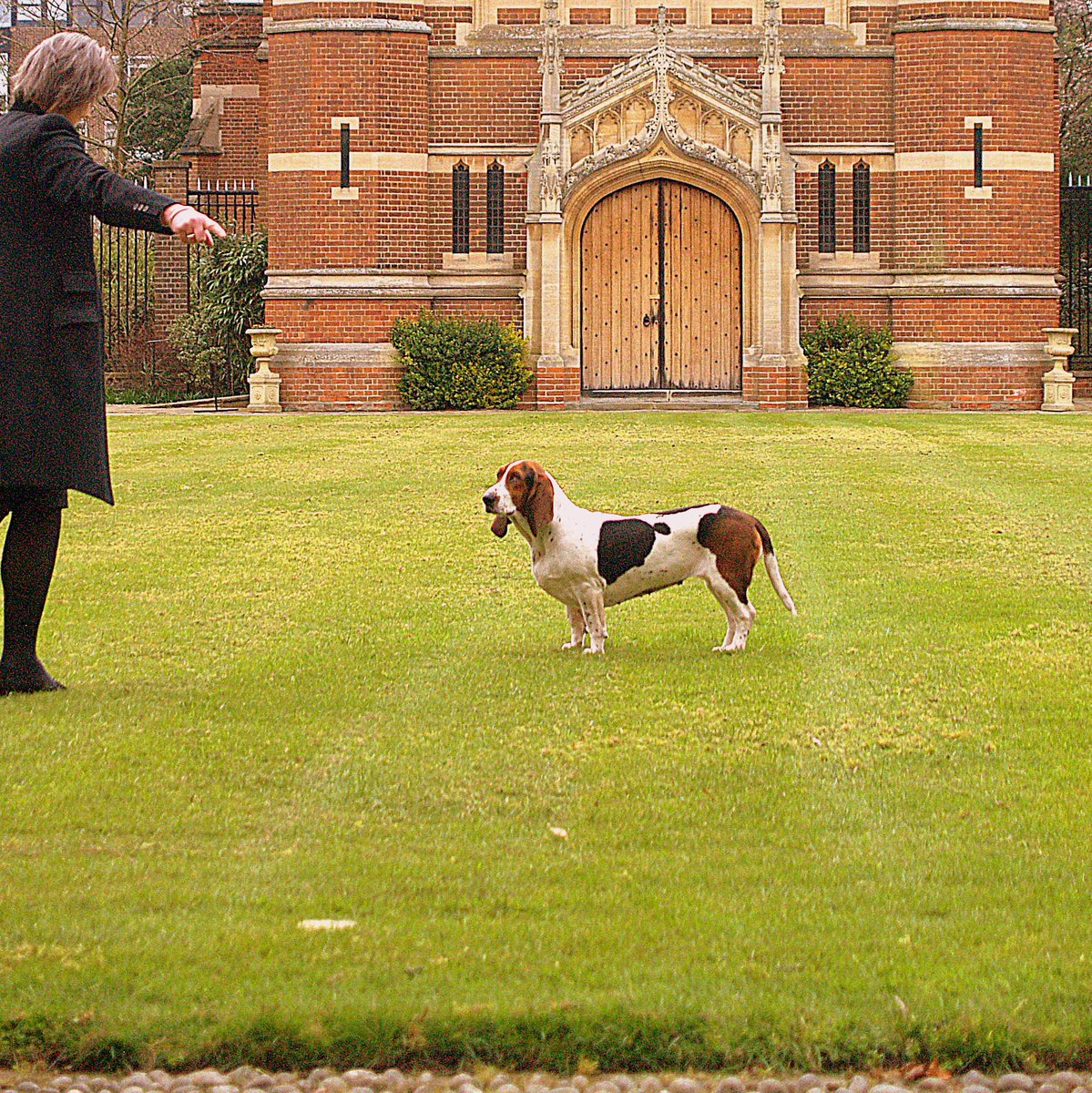 Selwyn1882's tweet image. We've hit 1000 Twitter followers! Here's a photo of Yo Yo not doing what she's told. #Cambridge #GetOffTheLawn