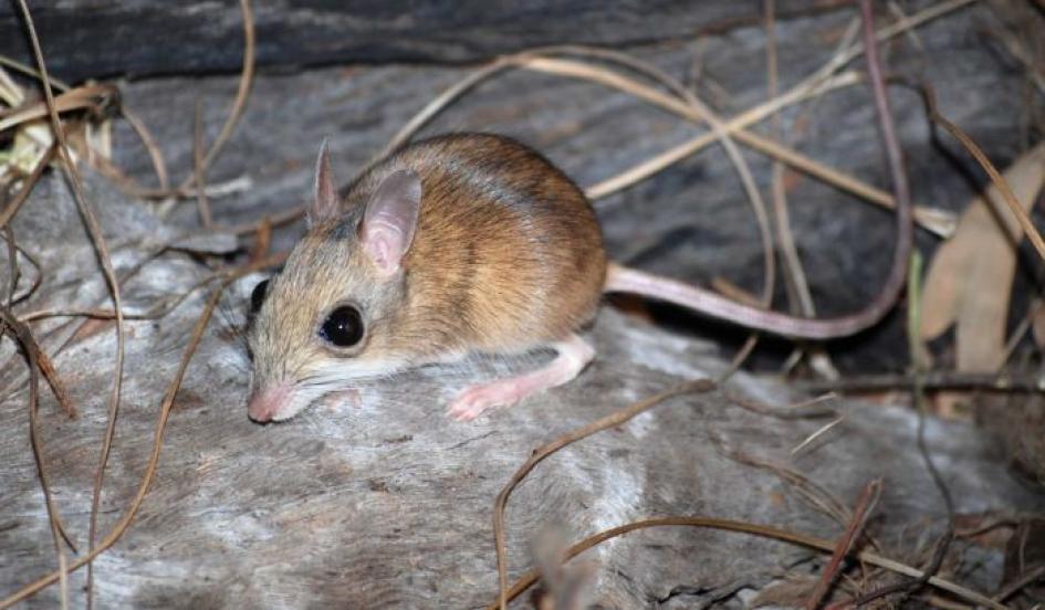sweetheart0787's tweet photo. "@Newsweek: Endangered hopping rodent captured on camera for first time: http://t.co/vpvSpk8lAc http://t.co/3pP6qOOz0g" es primo de la jerbi