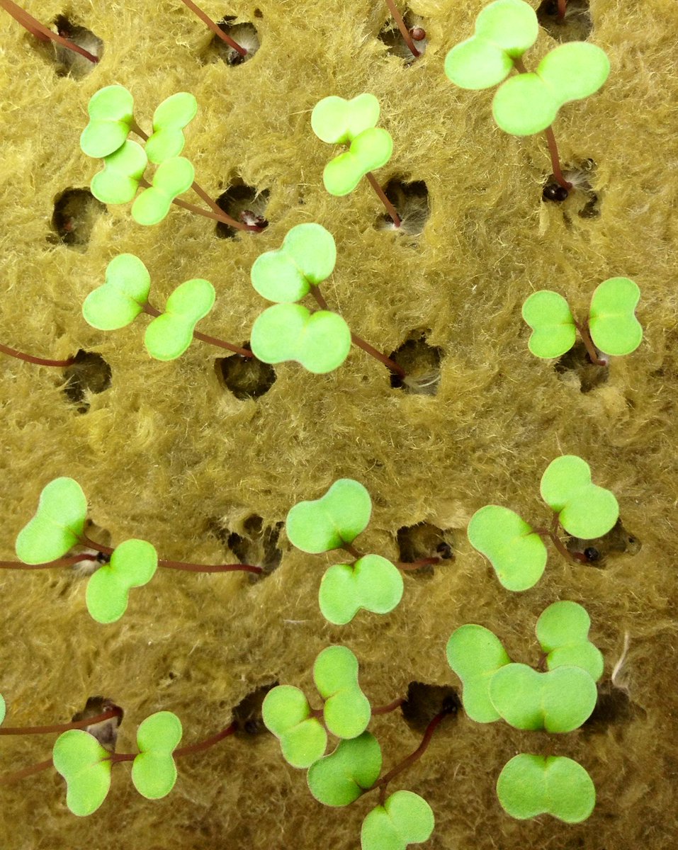 LotusUrbanFarm's tweet photo. Short little red-headed guy here, wearing green and selling "kalerocks" instead of shamrocks Happy St. Patrick's Day! http://t.co/fhnGAhWQn3