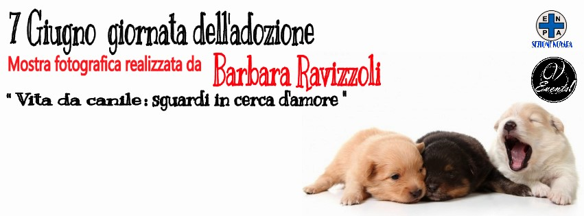 VeventsNovara's tweet photo. #7giugno #cuccioli #giornatadelladozione #enpanovara #vevents #crueltyfree #help #dogs http://t.co/5CvogJl2RZ