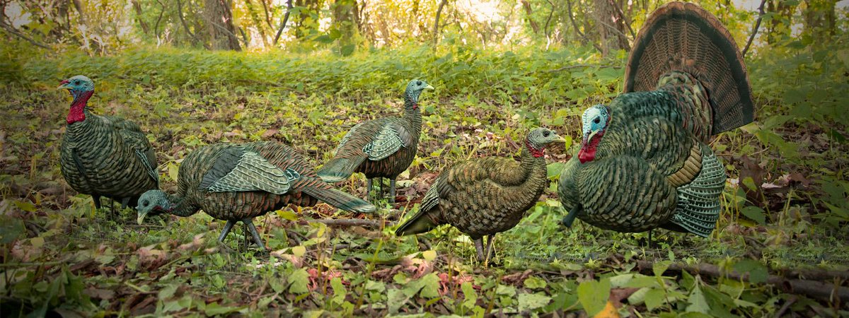 SOURCE_OUTDOOR's tweet image. Turkey season in GA begins this Saturday! Bring'em in on a rope with @ZinkCallsAvianX calls &amp;amp; decoys! #turkeyseason