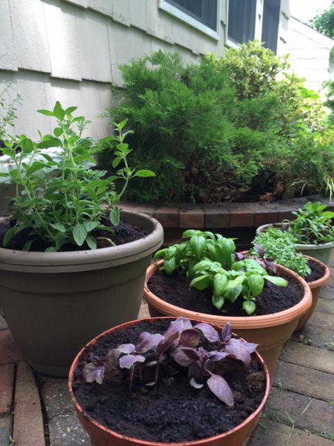 eatsmartbd's tweet photo. Bring it inside!! Plant an herb #garden w/ your kids to grow plants + their understanding abt food #healthTalk http://t.co/YuCH0FUO3s