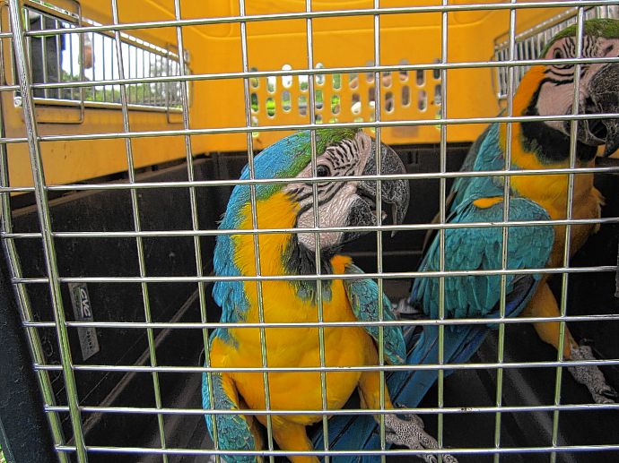 CVC liberará 149 animales en selvas del Amazonas

elpais.com.co/elpais/valle/n…