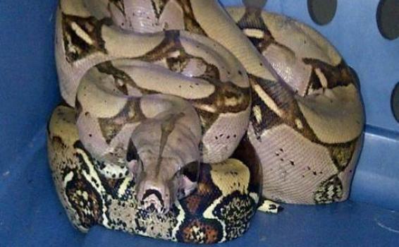 Recuperan en el Amazonas especies Silvestres. OPIAC amor por nuestra biodiversidad.

leticiahoy.com/amazonas/polic…