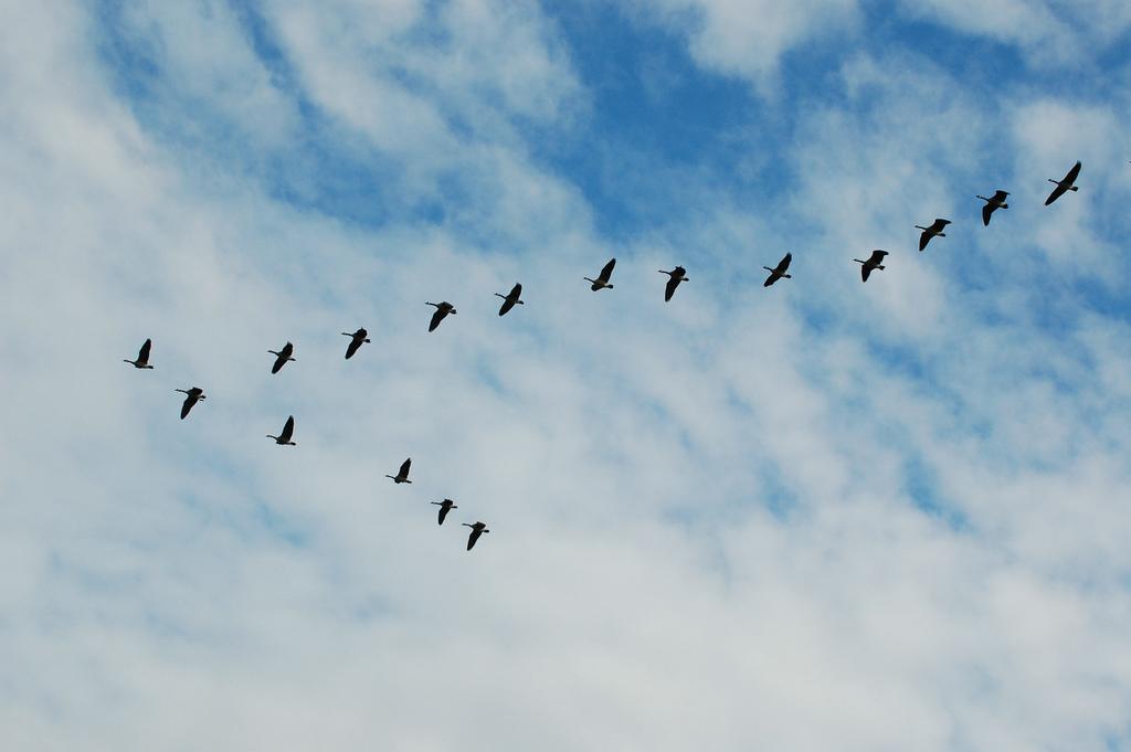 ArrenaPress's tweet photo. "Thousands of geese just fell out of the sky dead" http://t.co/mnaQdbfe08 #environment #disease #birds #animals http://t.co/flviHb1ue0
