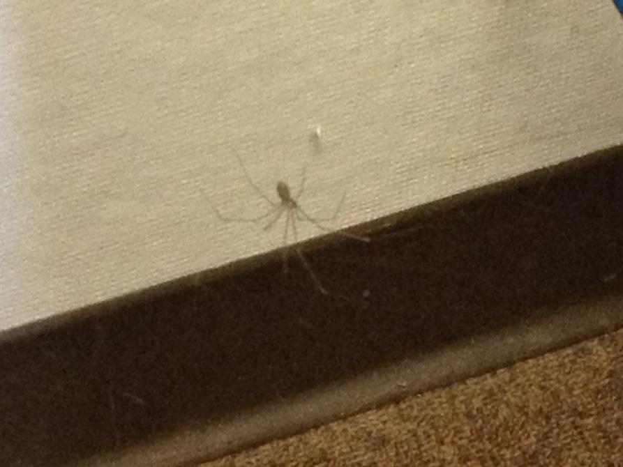 nicolehallinen's tweet image. Hey pal, want to participate in my study? #dissertationdata #needalltheparticipants