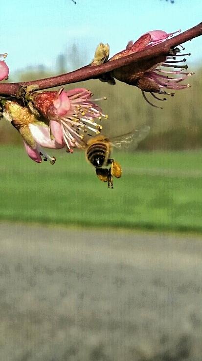 Pablo Munoz Farms (@munozfarms) on Twitter photo 