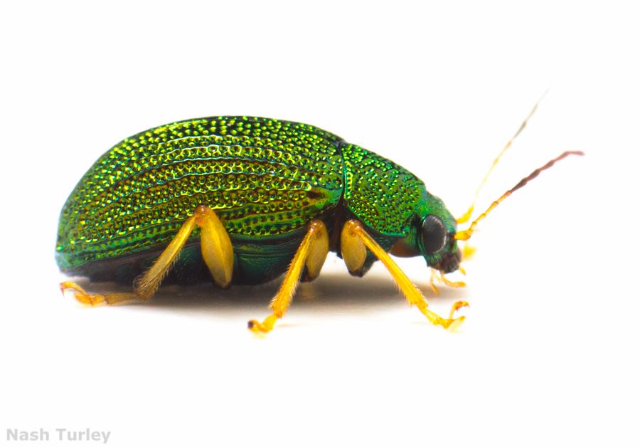 A very festive leaf beetle from Belize. #StPatricksDay