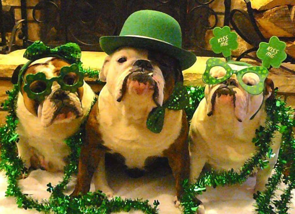 Happy St Patrick's Day Folks! !