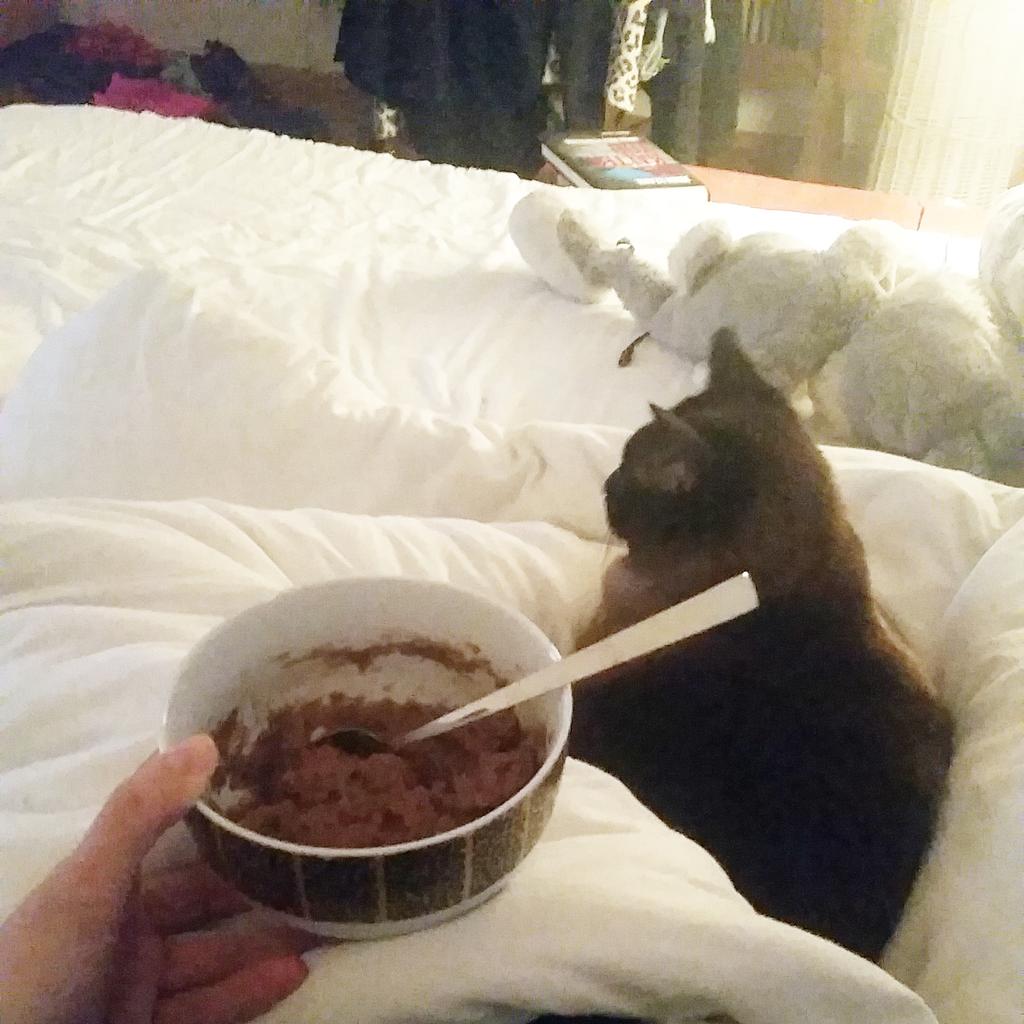 tbeva_'s tweet image. # casein and #cat - what else ?!