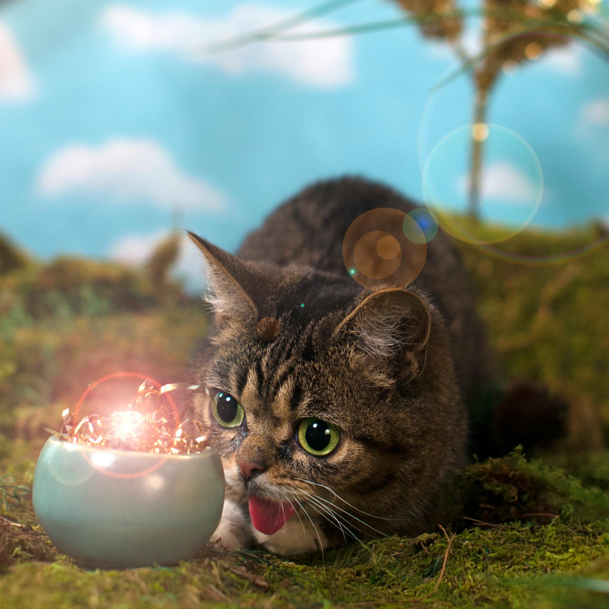 IAMLILBUB's tweet photo. BUB raised a whole pot of gold (over $10,000!) for animals in need this weekend in Austin. GOOD JOB LeBUBrechaun http://t.co/Teyw0GEXZa