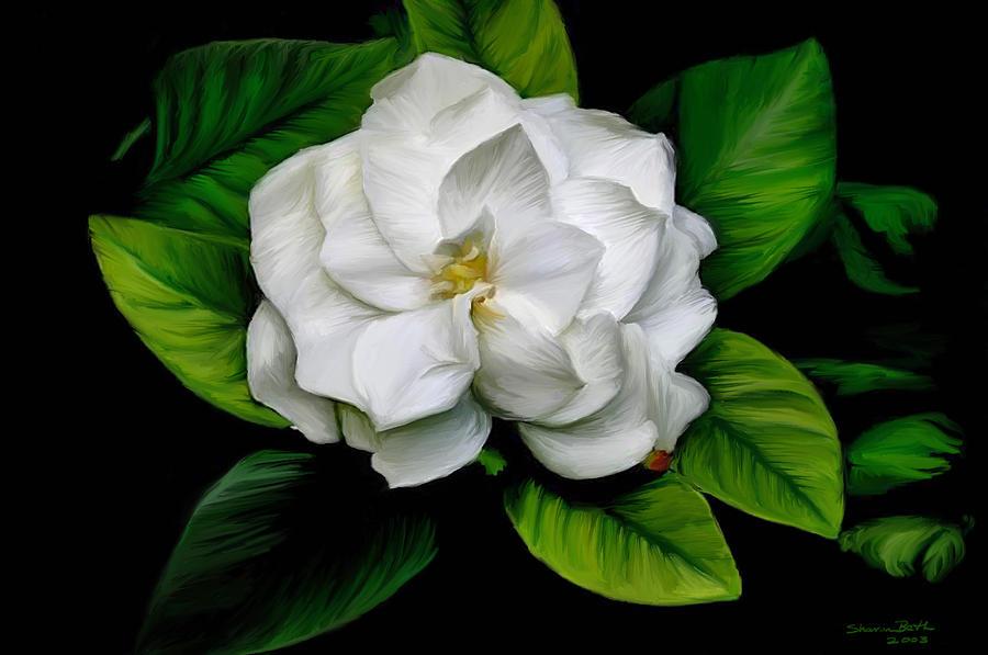 La gardenia, un símbolo de amor y pureza #AmorAmorAmor #EstilodeVida #FloresParaTi #love #lifestyle #Flower