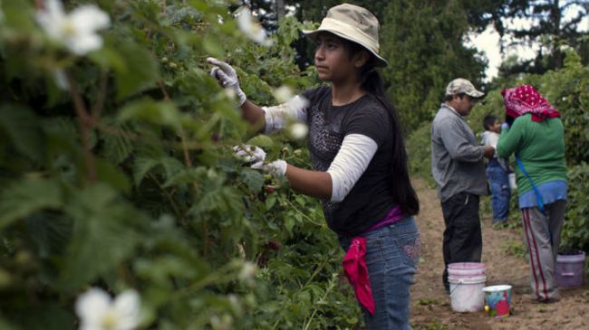 ArrenaPress's tweet photo. Some believe child labor in U.S. is wrong, while others need it http://t.co/9msPzEHSRg #children  #politics http://t.co/s1uKcTW090