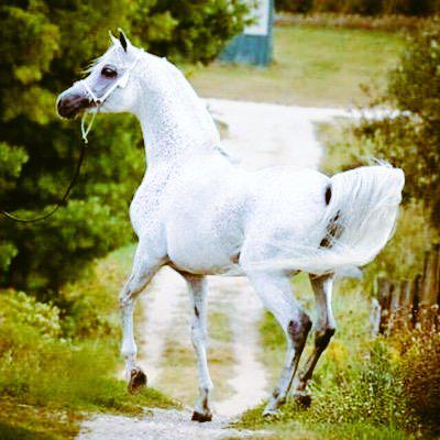 ArbHorses's tweet photo. فديت الراس والغـره وعـرف ٍكنـه الشـلال

فديت الزول والمركـب ° وشليلٍ كنه اليلي http://t.co/O8CSIL25sU