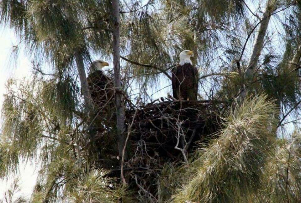 Danmartinez305's tweet photo. In @RepMannyDiazJr District we have Eagles #freedom #Dist103 #America #sayfie http://t.co/og7M2lMOEW