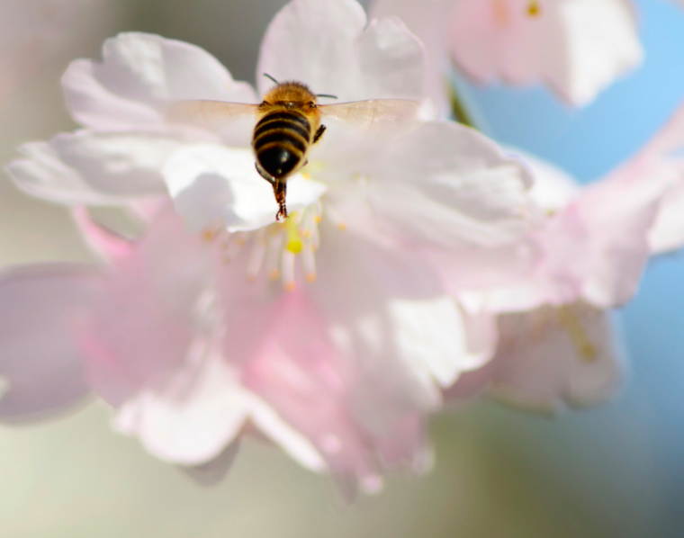Beekeepers_Nat's tweet photo. We #bee lucky too! #SWISH #Kanye #BeeBooty #IlikeBeeButtsAndICannotLie #SaveTheBees http://t.co/Ypoi74kmuM