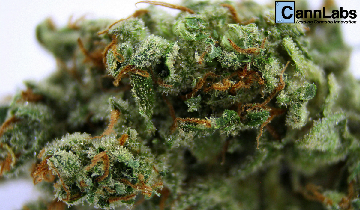 CannabaseMarket's tweet photo. #Lab tested #topshelf #recreational #wholesale over 24% #THC available in the marketplace! http://t.co/F1oaA3stpq http://t.co/tqkXq9WEvt