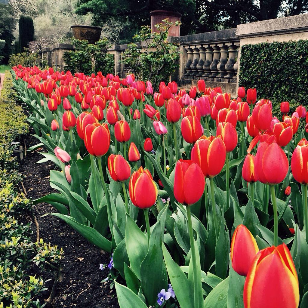 debicarrubba's tweet image. #CNNSpring #Tulips